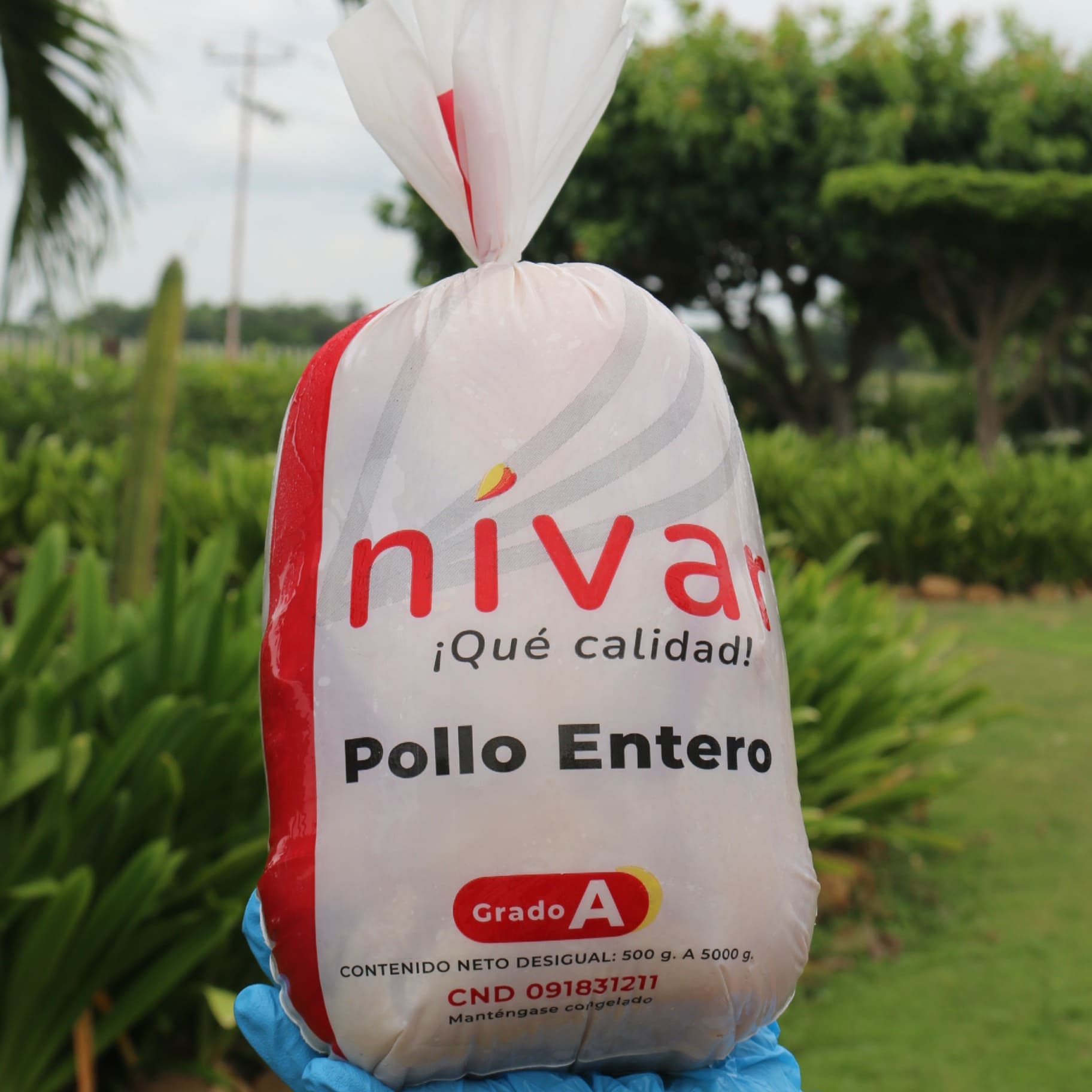 Producción de Pollos